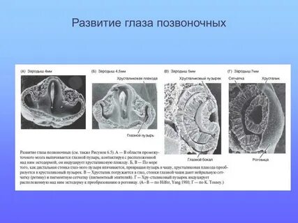 Глаз позвоночного