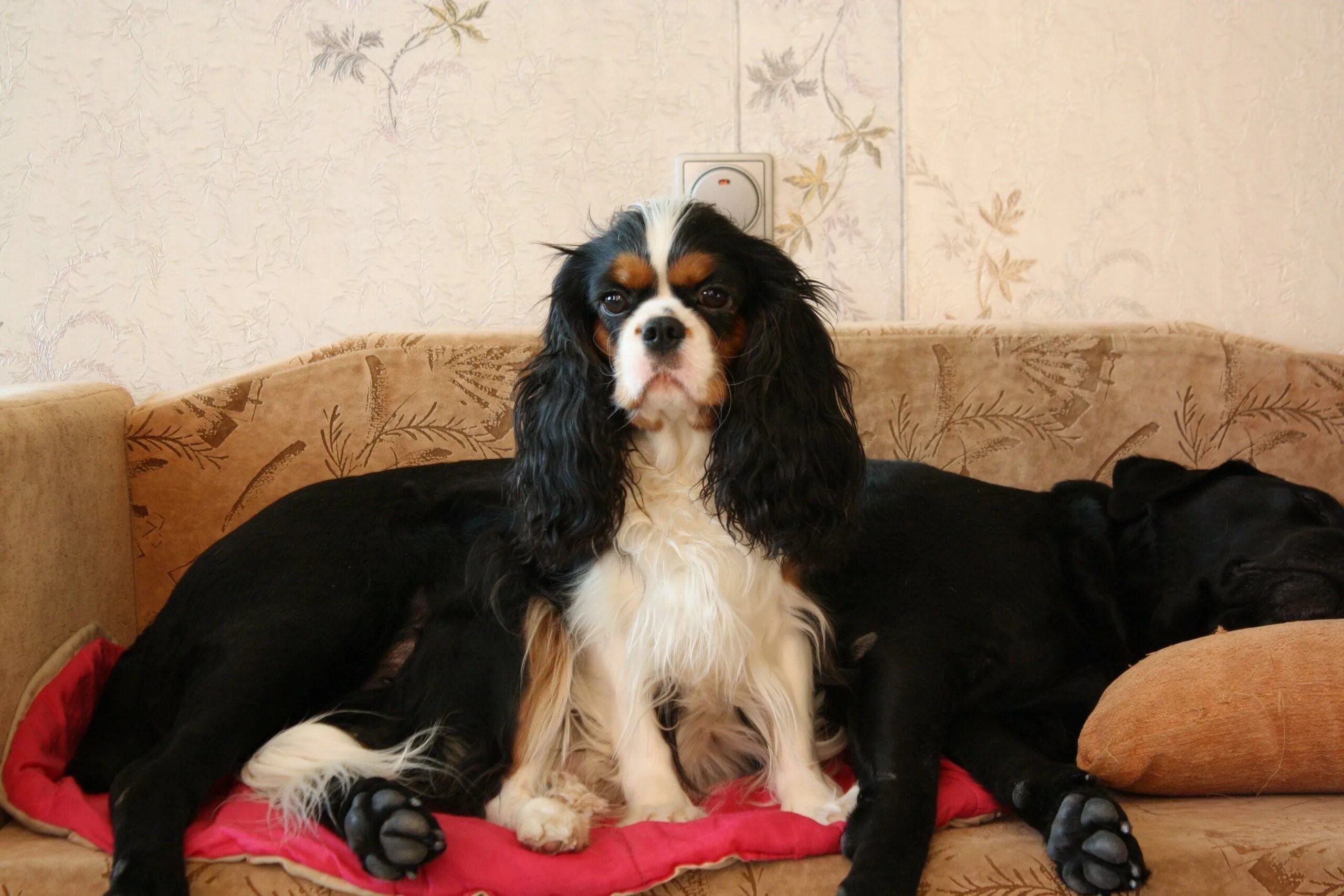 Кавалер кинг чарльз спаниель триколор. Кокер чарльз кинг спаниель. Кавалер кинк чанс спаниелб. Кинг чарльз спаниель триколор. Кавалер спаниель триколор.