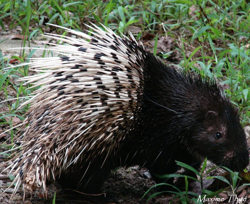 Поплавок игла дикобраза. Шипы дикобраза. Дикобразы в израиле. Поплавок игла дикобраза. Цепкохвостый дикобраз coendou prehensilis.