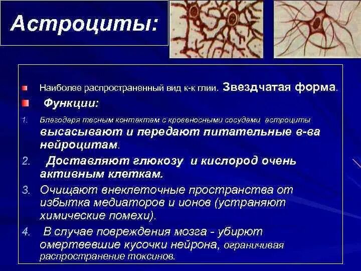 Нейроглия (функции, типы глиальных клеток). Функции глиальных клеток. Функции глиальных клеток в нервной системе. Функции нейроглии.