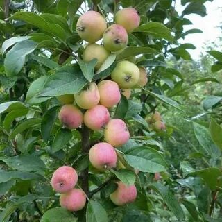 Колоновидные сорта яблонь для средней полосы