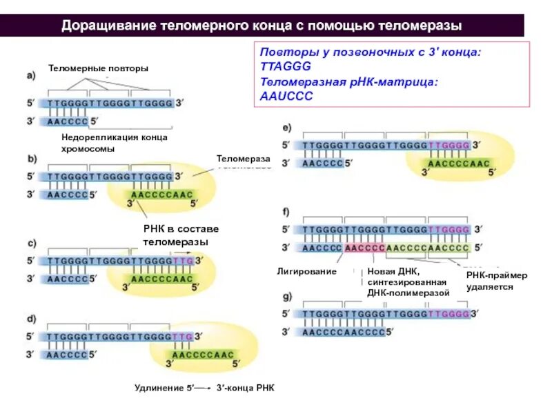 Теломераза механизм репликации концов линейных хромосом. РНК теломераза. Теломерные повторы. Репликация ДНК.