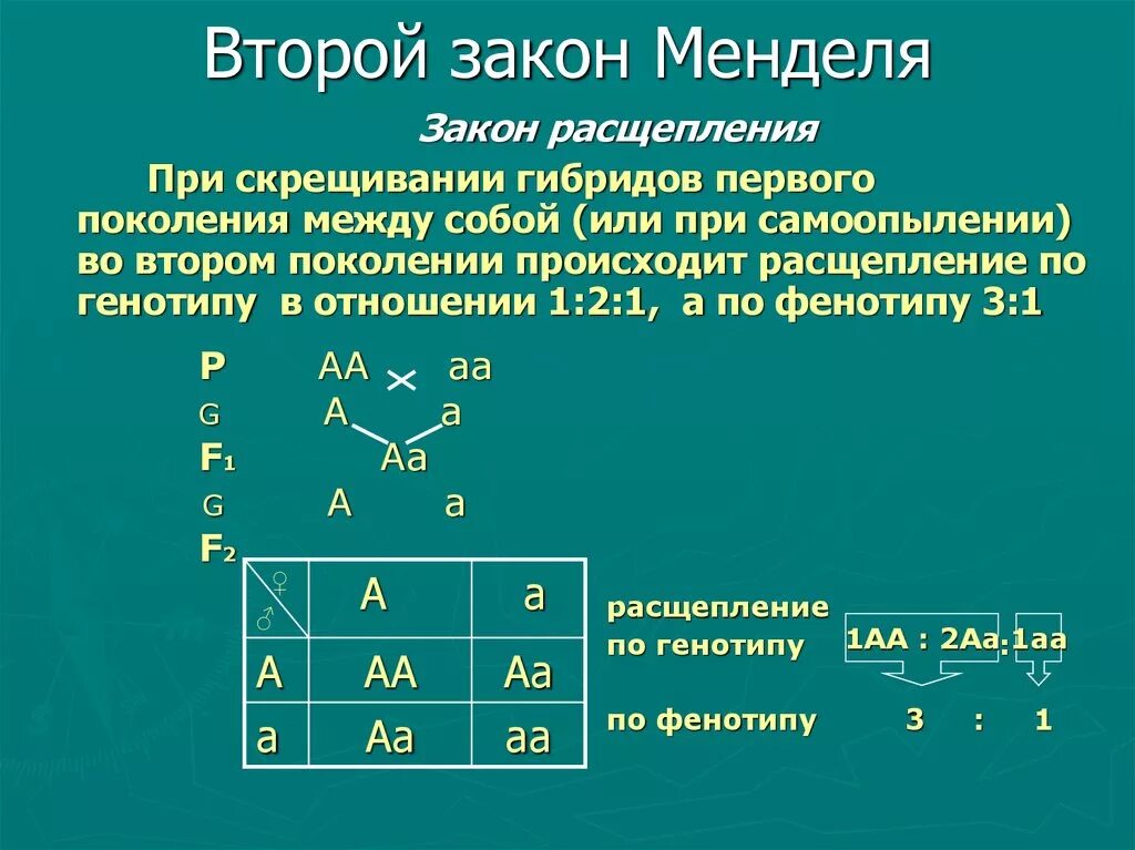 Генотипа промежуточного признака. Второй закон Менделя закон расщепления. 2 Закон Менделя расщепление. 2 Закон Менделя закон расщепления. Закон расщепление или 2 закон Менделя.