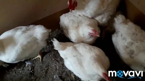 Несутся ли куры