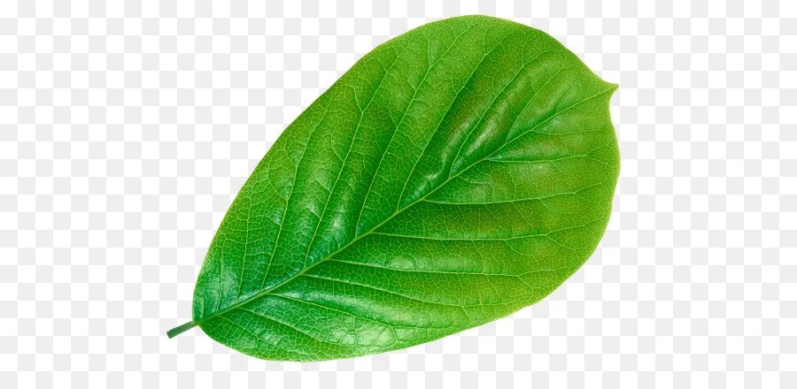 Большой зеленый лист. Big leaf. Листья. Лист монстеры. Большие листья.
