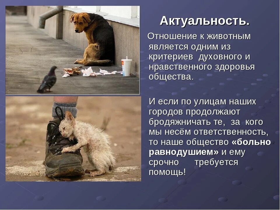 Хорошо ли быть животным. Об отношении к животным. ответственное отношение к животным. отношение человека к животному. отношение к бездомным животным.