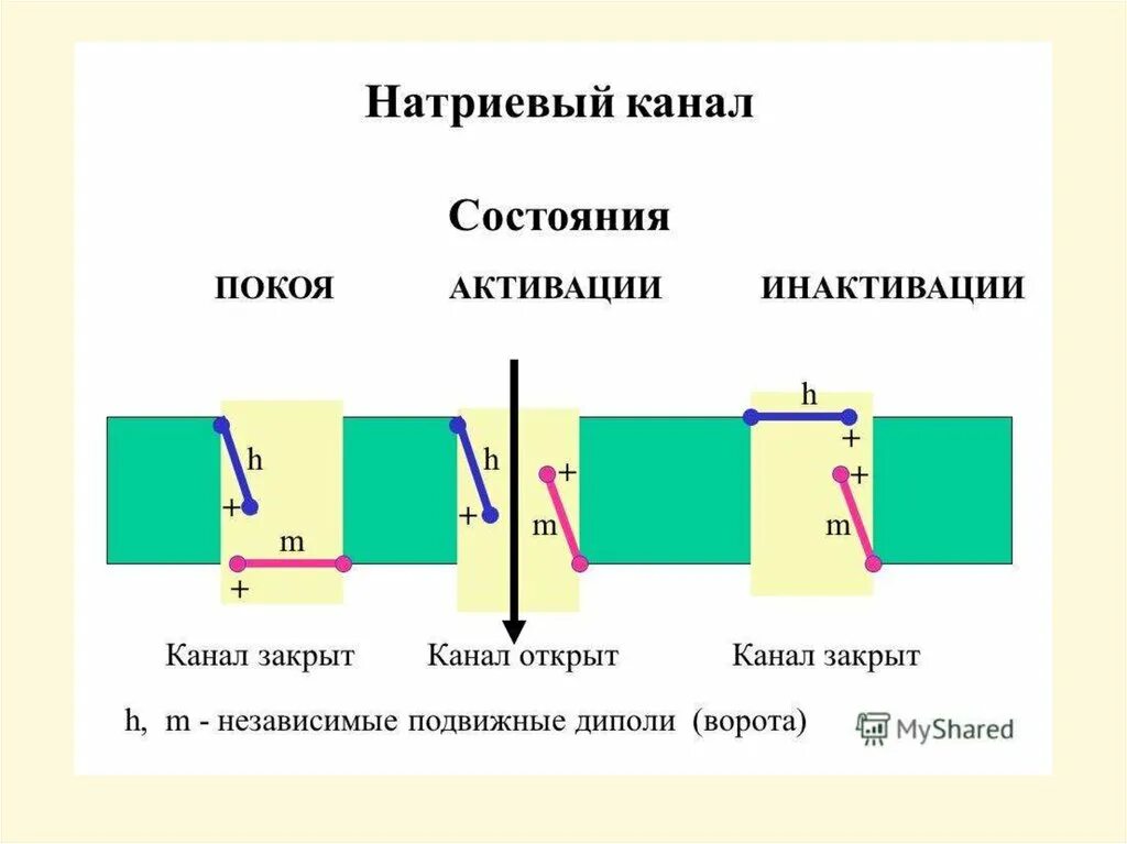 Натриевые каналы в состоянии покоя. H И M ворота натриевого канал. Строение ворот натриевых каналов. Инактивация натриевых каналов физиология. Как найти закрытый канал