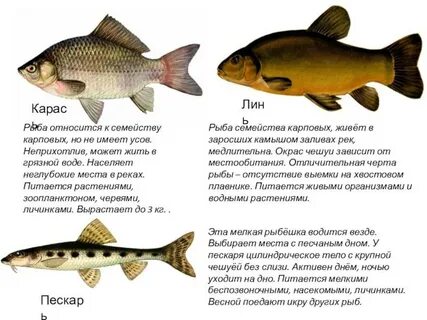 Какая рыба имеет