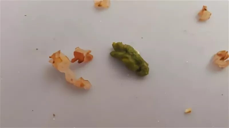 Стул у кореллы