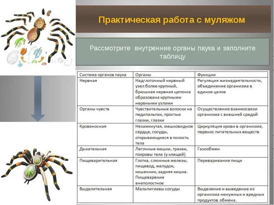 Внешнее строение паукообразных таблица. Системы органов паукообразных таблица. Характеристика паука крестовика таблица. Таблица по биологии 7 класс многообразие паукообразных.