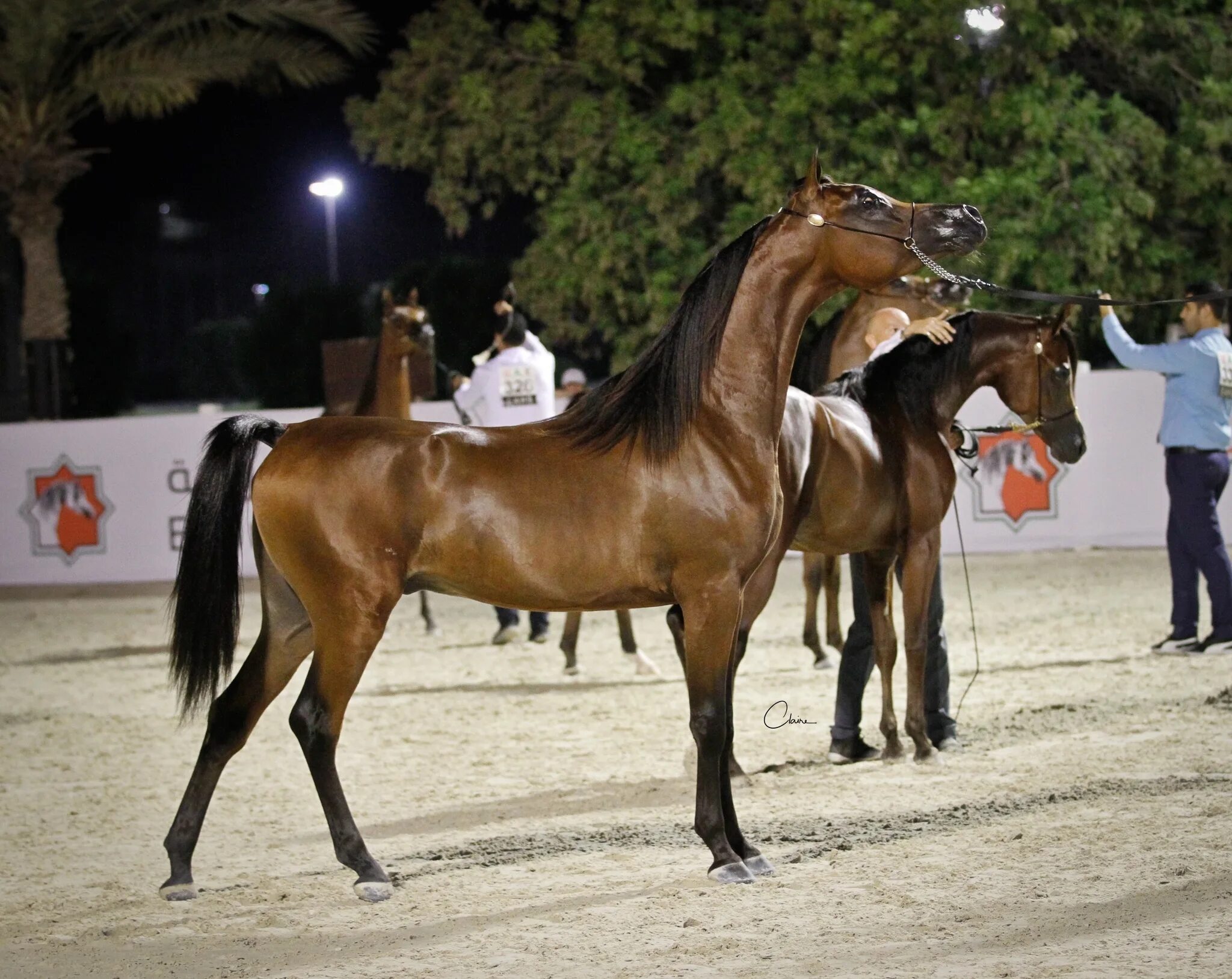 Цена на коне. Арабская Скаковая лошадь. Выставка арабских лошадей. Выставочные лошади арабские. Выставка арабских скакунов.