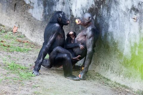 Мужики с животными занимаются