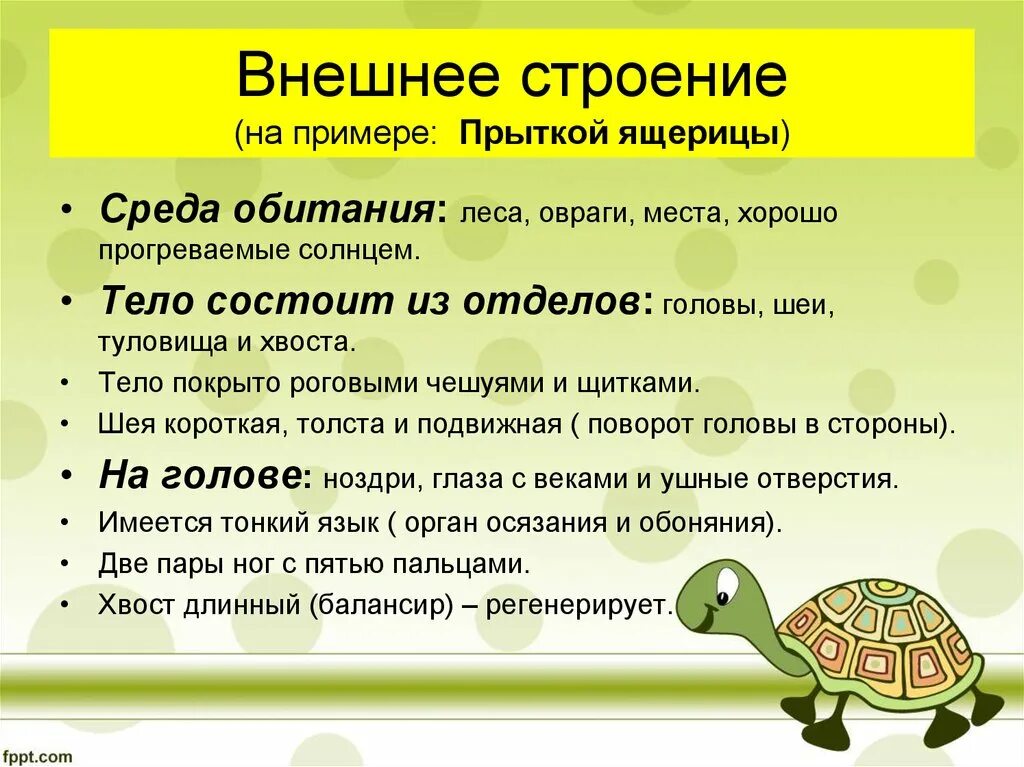 Среда обитания ящерицы. Пресмыкающиеся характеристика. Среда обитания прыткой ящерицы. Местообитание ящериц. Среда обитания ящерицы наземно воздушная