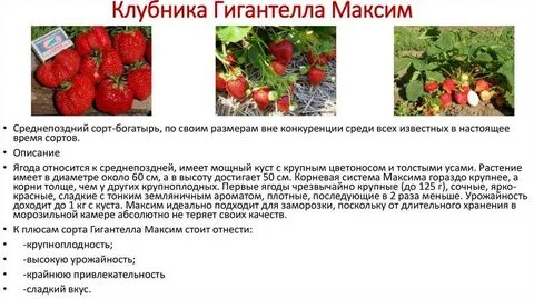 Клубника мочегонная отзывы