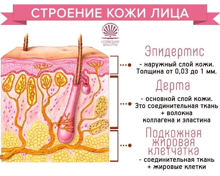 Слои кожи лица человека