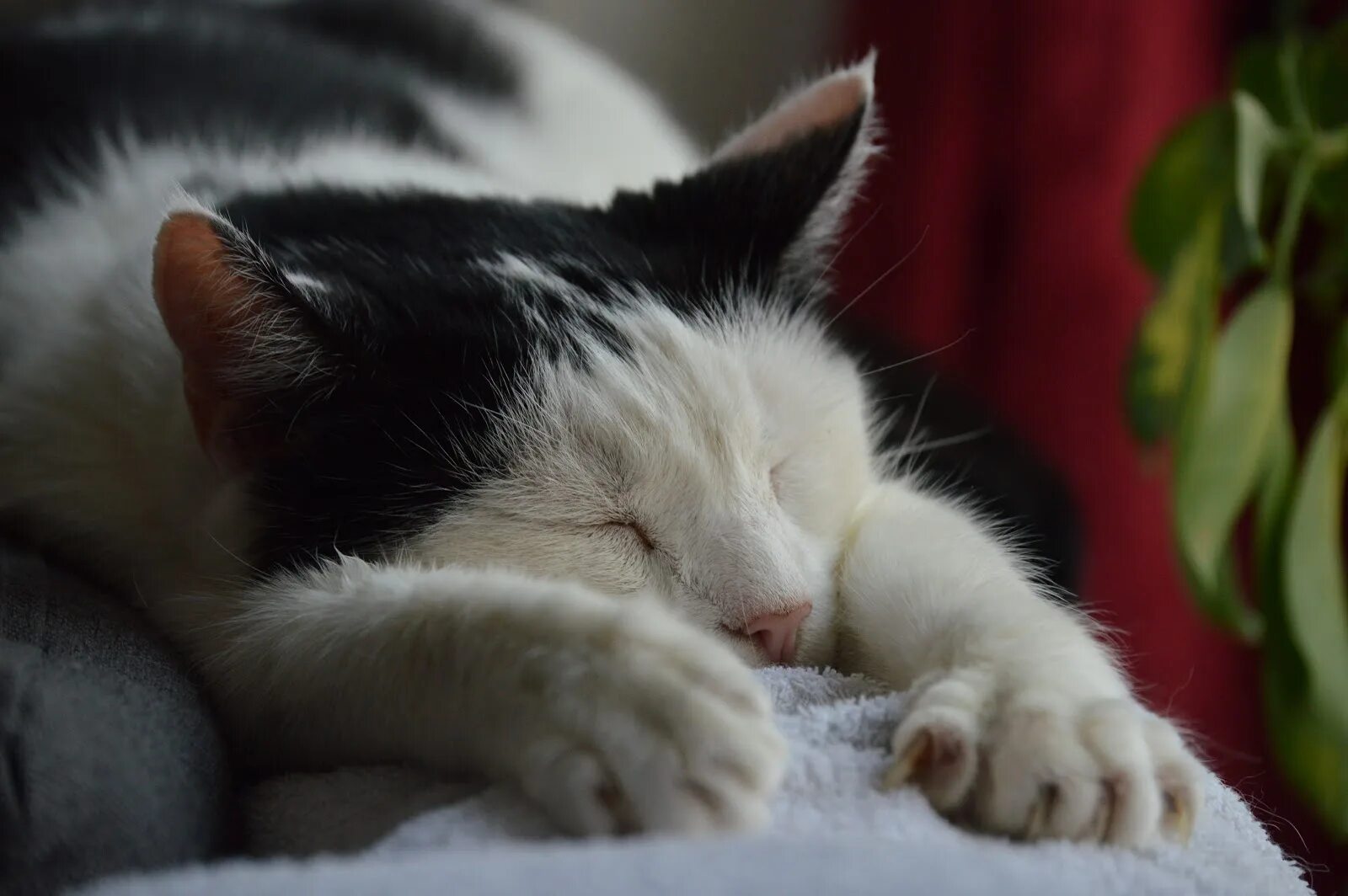 Кошкам снятся сны. Кошка дергается во сне. Снятся ли кошкам сны. Кошка во сне дергает головой. Почему котята дрожат