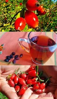 Семена шиповника