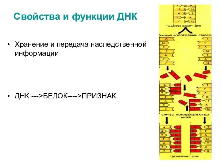 Хранящей генетическую информацию. Хранение информации в ДНК. ДНК хранение наследственной информации. Схема передачи генетической информации от ДНК К белку.. Основная функция ДНК хранение наследственной информации.