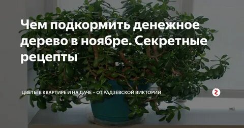 Чем подкормить денежное дерево зимой