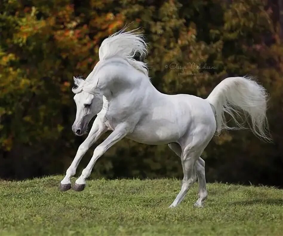 Как выглядит белая лошадь Pin en White Horses Fotos de caballos hermosos, Caballos y perros, Fotos de caba