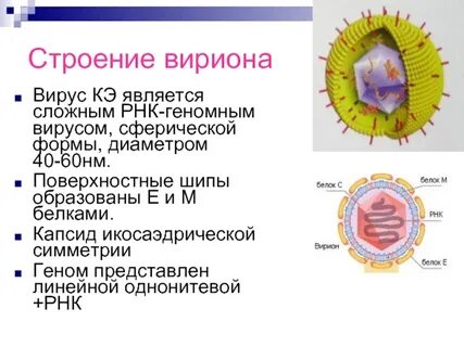 Капсид это