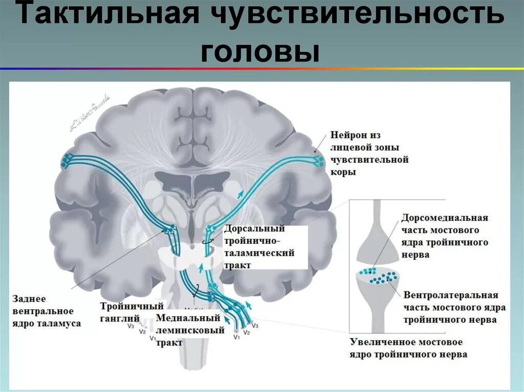Схема проводящих путей тактильной чувствительности. Нервные волокна пучки и корешки. Тактильные рецепторы воспринимают. Область сенсорной зрительной и слуховой памяти. Корковые центры полушария большого мозга.