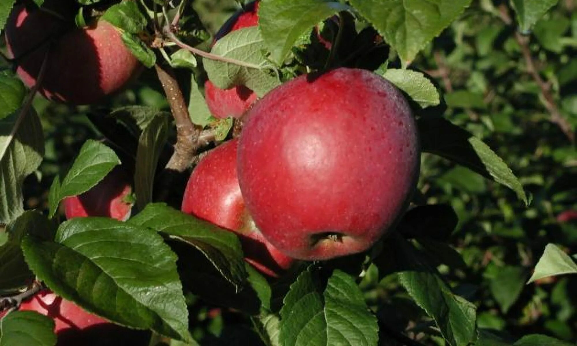 Лобо яблоня фото. Яблоня Malus domestica. Яблоня Лобо. Яблоня Коваленковское. Яблоня Благая весть.