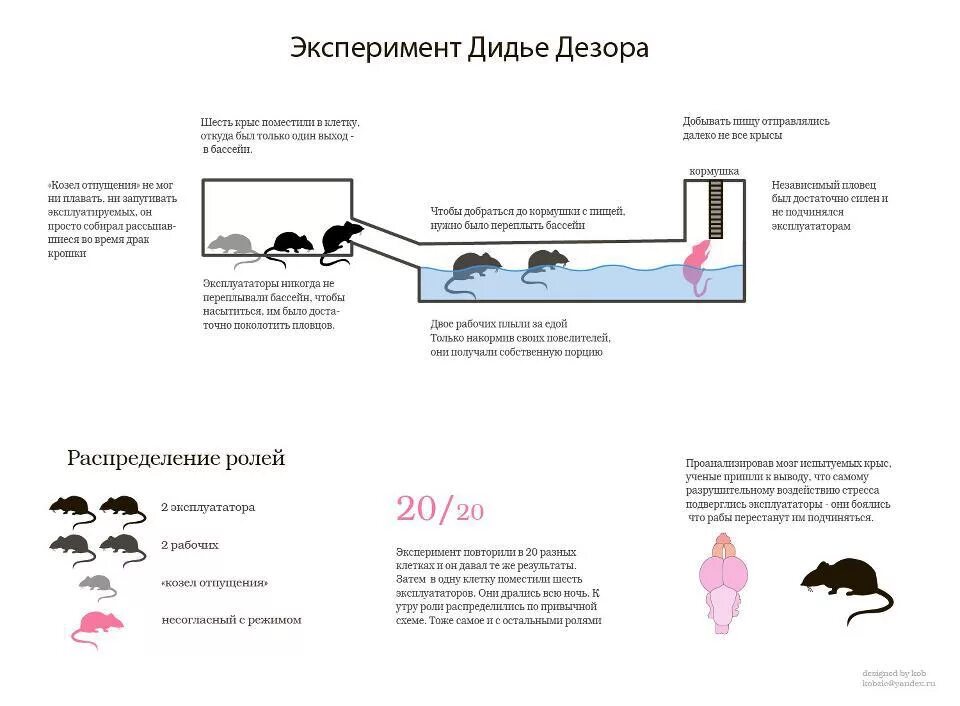 Социальное мышление крыс. Эксперимент Дидье Дезора с крысами. Эксперимент Дидье Дезора с шестью крысами. Распределение ролей у крыс. Иерархия крыс.