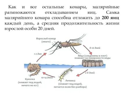 Откуда комары в частном доме