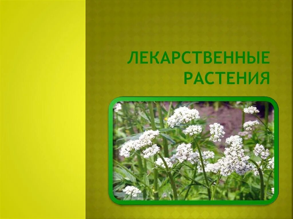 Альбом лекарственных растений. Лекарственные растения обложка. Альбом лекарственные растения для дошкольников. Лекарственные травы альбом.