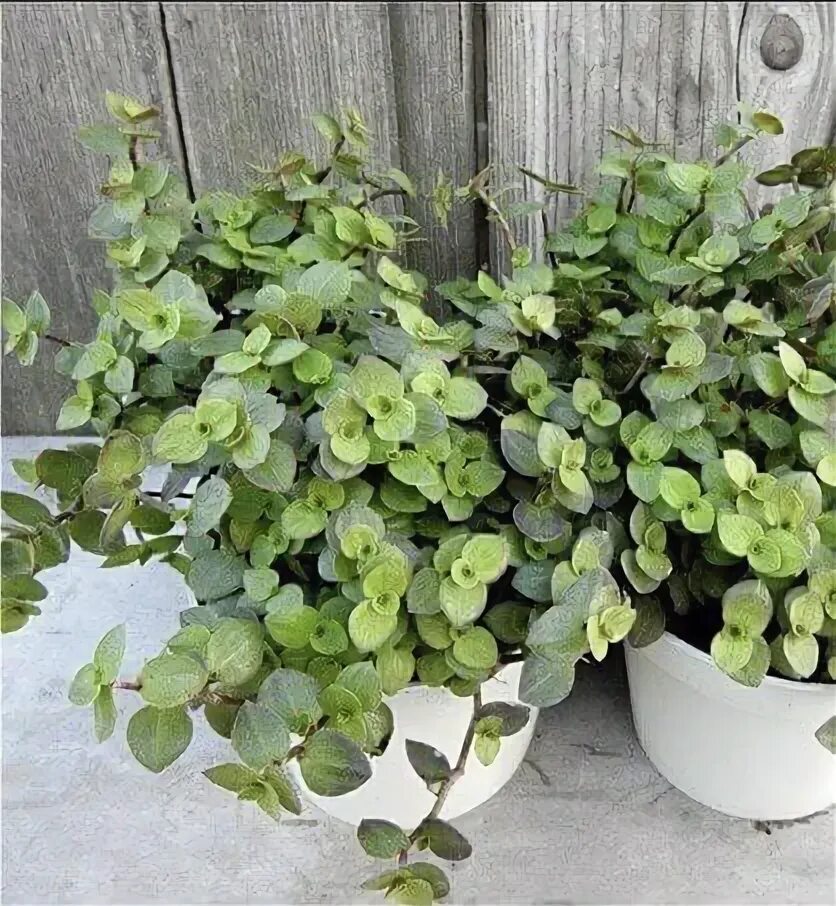 Каллизия сорта. Каллизия repens gold. каллизия ползучая. каллизия бьянка. каллизия ползучая бьянка.