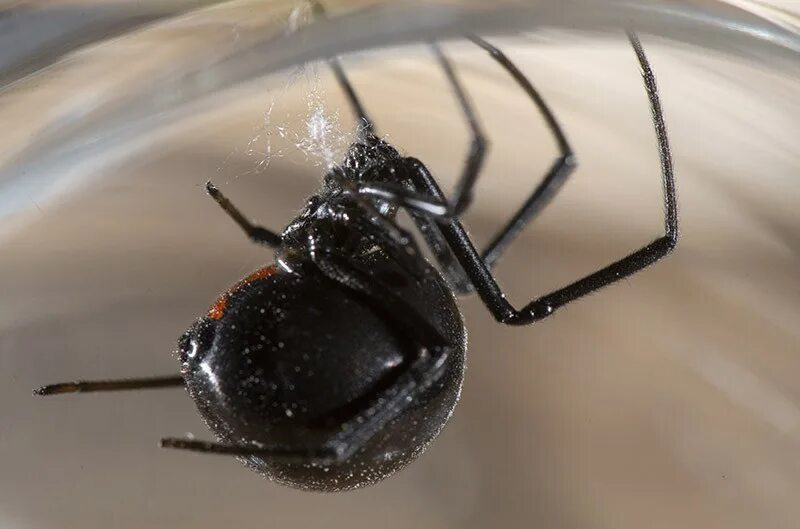 Где живет вдова. Черная вдова паук. Latrodectus mactans чёрная вдова. Пауки похожие на каракурта. Паук чёрная вдова укус.