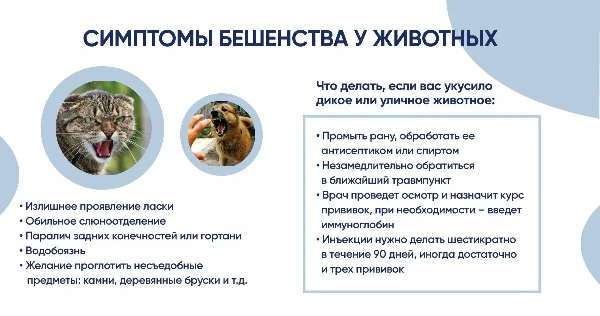 Как понять что у кота бешенство