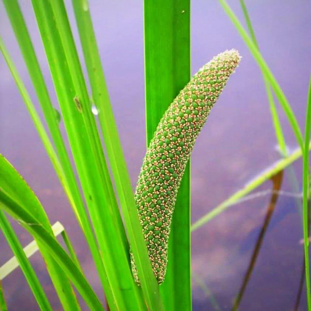 Стали аира. АИР обыкновенный - Acorus Calamus. АИР болотный Acorus Calamus сырье. АИР болотный гигрофит. АИР болотный соцветие.