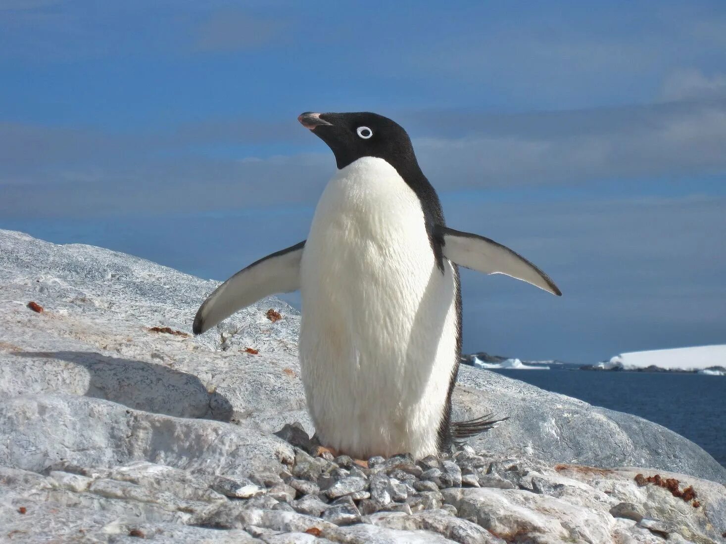 Антарктида пингвины адели. Адели антарктида. Антарктика пингвины адели. Антарктида пингвины адели. Антарктический пингвин адели.