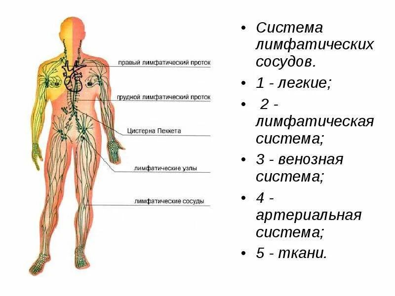 Начало лимфатических сосудов. Сосуды лимфатической системы. Лимфатическая система человека ЕГЭ биология. Лимфатическая система строение лимфатических сосудов. Лимфатические капилляры сосуды узлы.