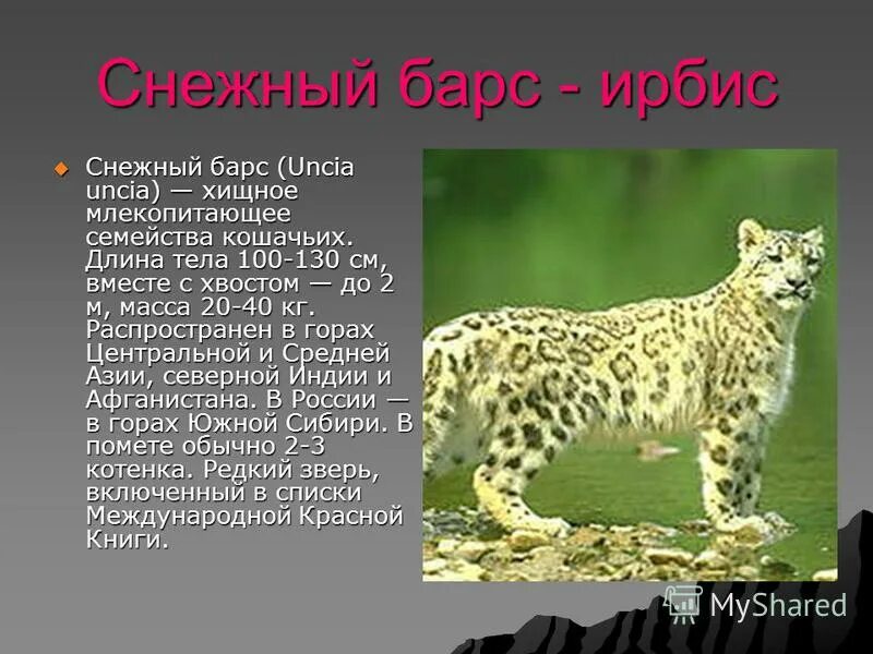 млекопитающее семейства кошачьих кроссворд. небольшое сообщение про гепарда. млекопитающее семейства кошачьих кроссворд. млекопитающее семейства кошачьих кроссворд. млекопитающее семейства кошачьих кроссворд.