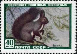 Файл:The Soviet Union 1959 CPA 2327 stamp (Red Squirrel).jpg - Википедия Переиздание