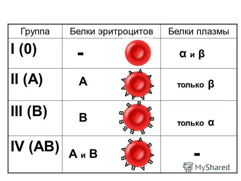 П группа крови. Система ав0 группы крови таблица. Группы крови. Система ab0. Резус-фактор. Белки крови определяющие группу крови. Антитела плазмы 1 группы крови.