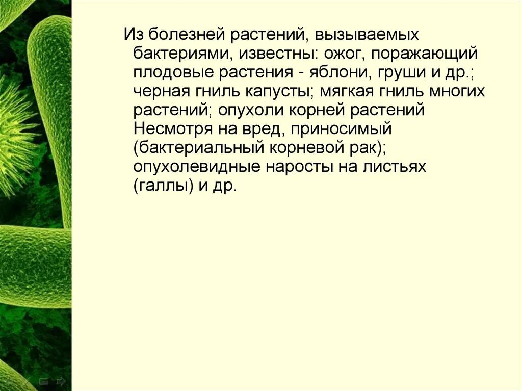 Какие болезни вызывающие бактериями вам известны. Болезни растений вызываемые бактериями. Болезни растений вызванных микроорганизмами. Бактерии вызывающие болезни растений. Сообщение о бактериальных болезнях растений.