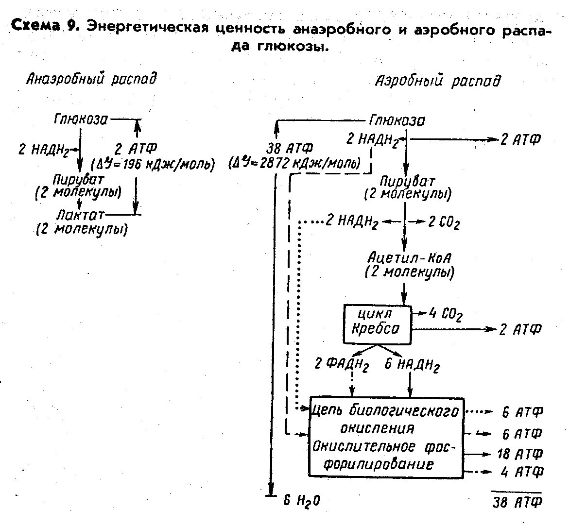 Схема аэробного окисления Глюкозы. Аэробный дихотомический путь распада Глюкозы схема. Аэробное окисление углеводов схема. Энергетическая ценность анаэробного окисления Глюкозы. Аэробного расщепления