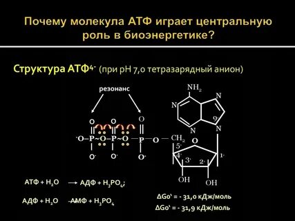 Строение и функции атф конспект