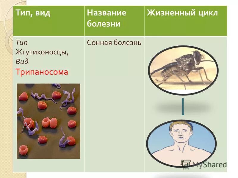 простейшие питаются готовыми органическими веществами. простейшие питаются готовыми органическими веществами. проект на тему простейшие. разнообразие простейших. простейшие питаются готовыми органическими веществами.
