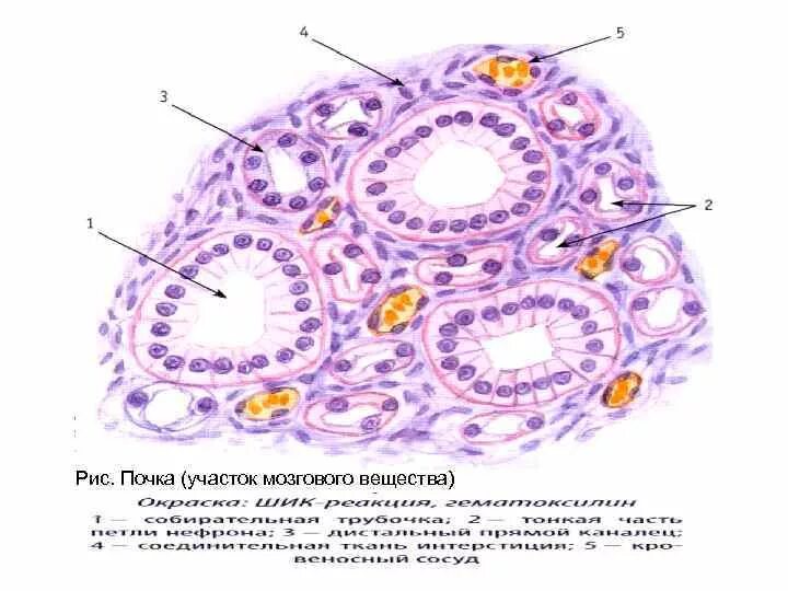 Гистология почки. Почка участок мозгового вещества гистология. кубический эпителий канальцев почки гистология.