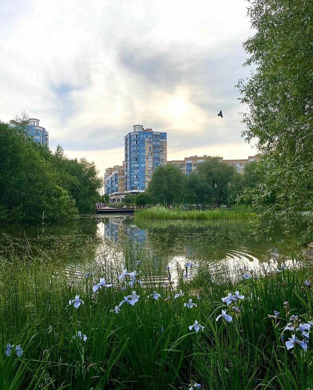 Куркино Химки. Куркино район Москвы. Куркинский пруд в Куркино. Микрорайон Куркино Москва.