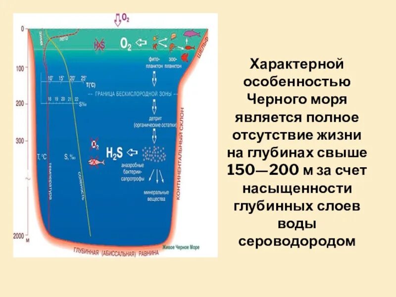 Глубина черного моря. Особенности черного моря. Максимальная глубина черного моря. Чёрное море сероводородный слой.