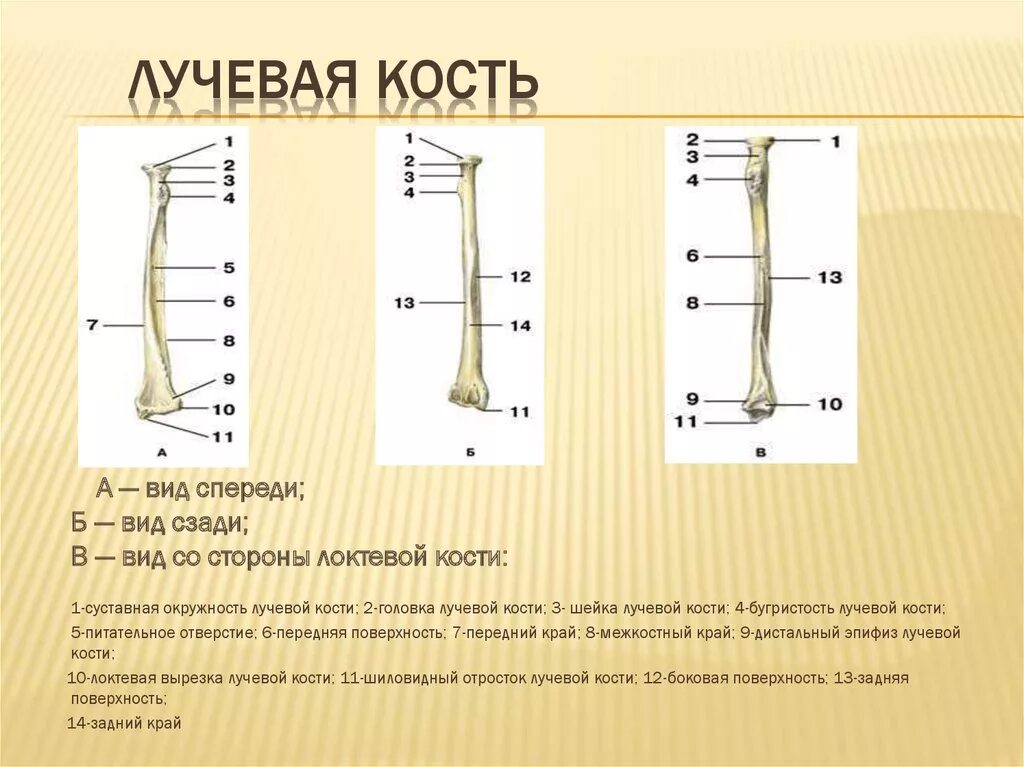 Сколько костей в лучевой кости