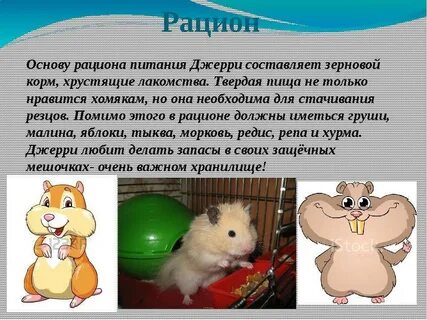 Какой тип характерен для хомяка сирийского
