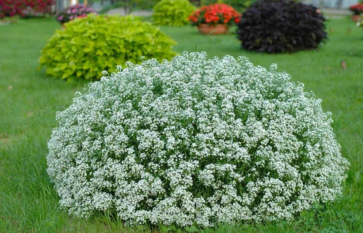 Как ухаживать за алиссумом