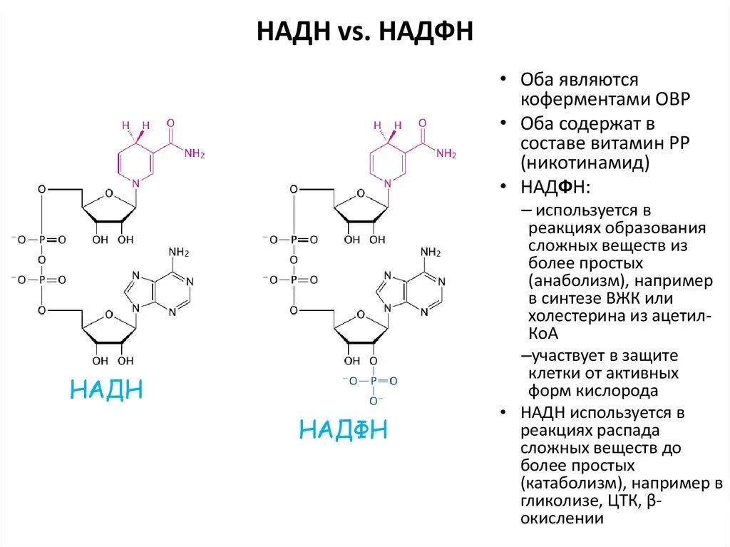 В составе 3 активных. Формула НАДН биохимия. Надн2 формула биохимия. Надфн2 кофермент. НАДН строение биохимия.